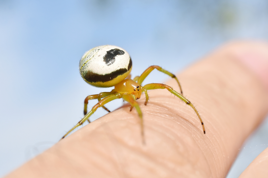 Tick-Borne Illnesses