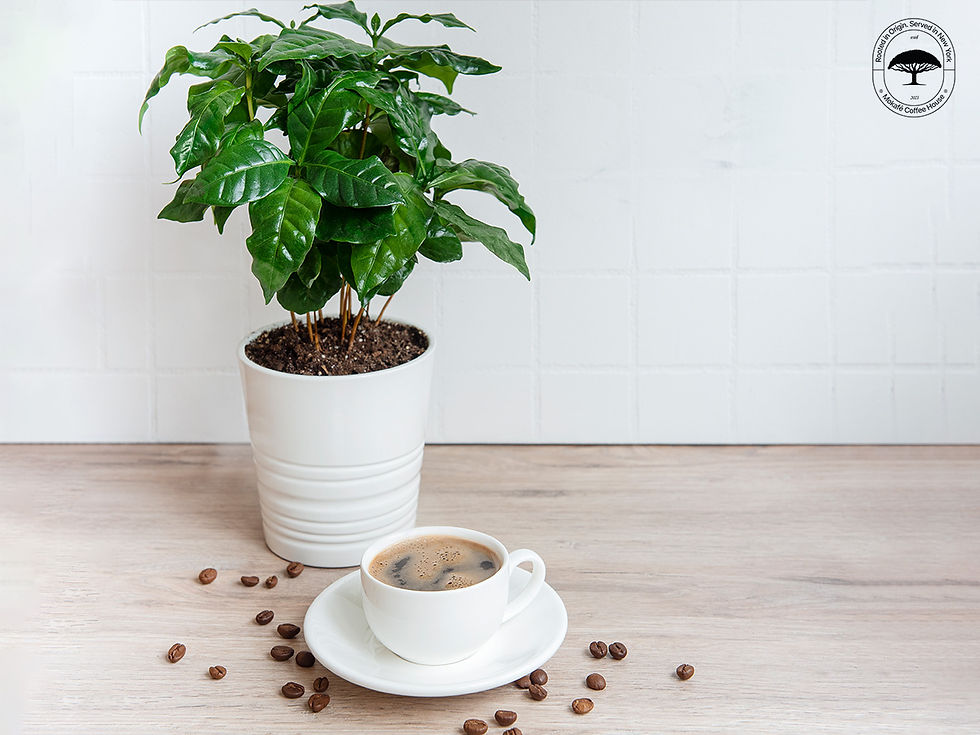 How to grow your own coffee plant at home