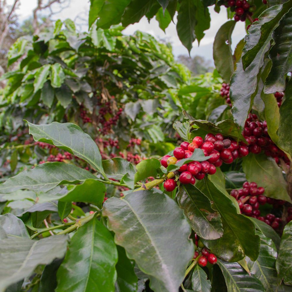 How Is Coffee Made - Coffee Beans Cultivation