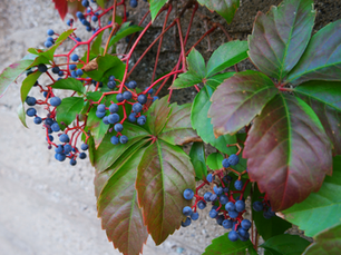 Vine Tea Benefits: Discover the Ancient Herbal Remedy for Modern Wellness