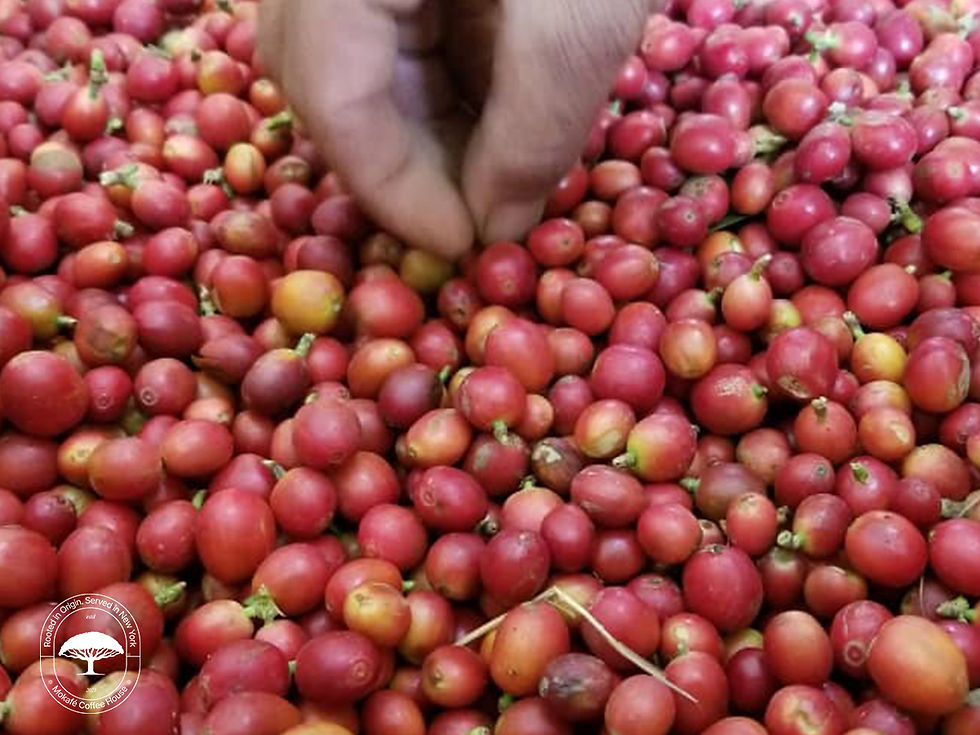 4 Unique Yemen Coffee Beans