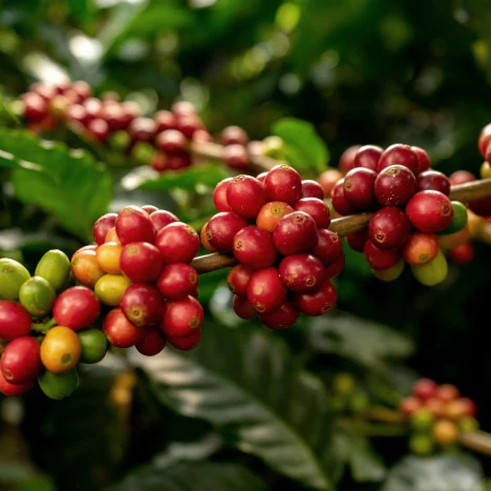 Types of Coffee Beans - Arabica coffee