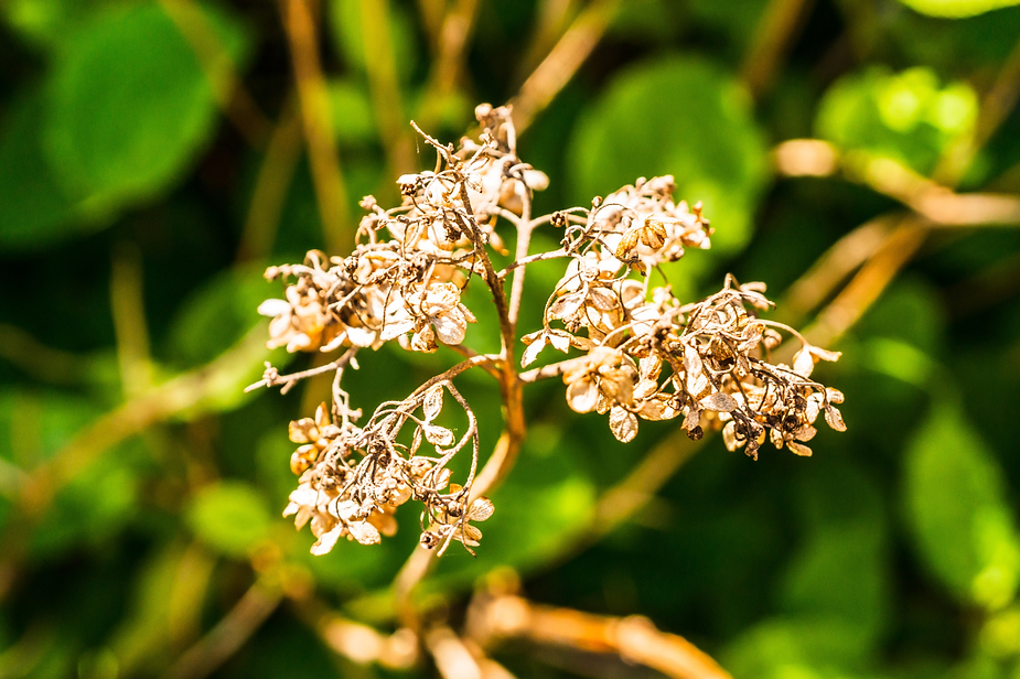 Astragalus