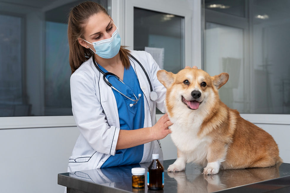 Why Veterinary Medical Waste Compliance Matters