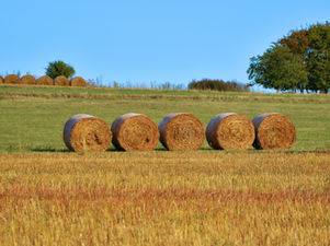 Ilgstoša sausuma krīzē LSA aicina nozari kooperēties siena nodrošināšanai lopiem