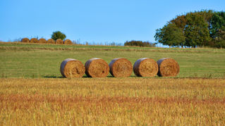 How to make hay when facing variable conditions