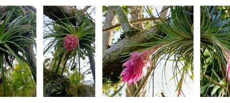 observação do desabrochar  da Tillandsia stricta em sua estrutura espiralada 