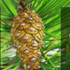 Proporção Áurea na Glândula Pineal: Pinha de Cristal no Cérebro