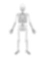 Figure 2.1-1.Full-Skeleton.jpg