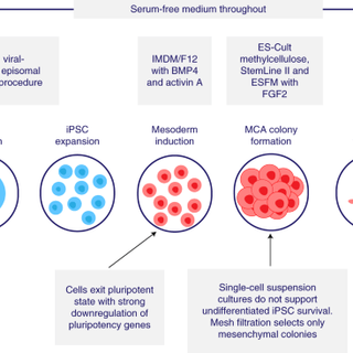 Human induced pluripotent stem cell (iPSC) -derived mesenchymal stem cells (MSCs)