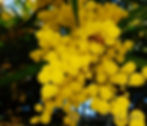 Acacia with honey bee