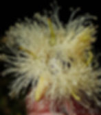 Eucalyptus tereticornis