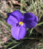 Patersonia sericea