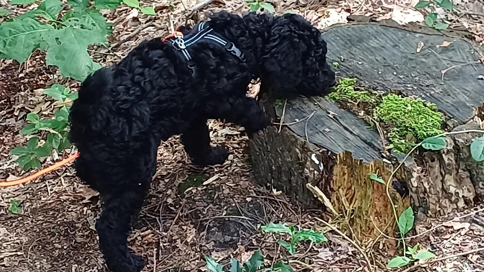 lexie pup wandelen