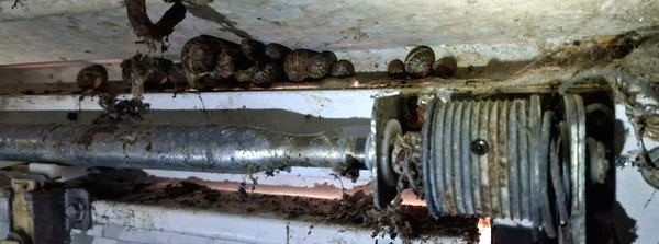 Neglected garage door mechanism covered in snails