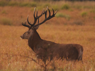 Meet the Outfitter: Mapu Hunting Lodge