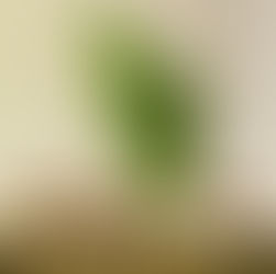 Leafcutter: What's up with our name?
