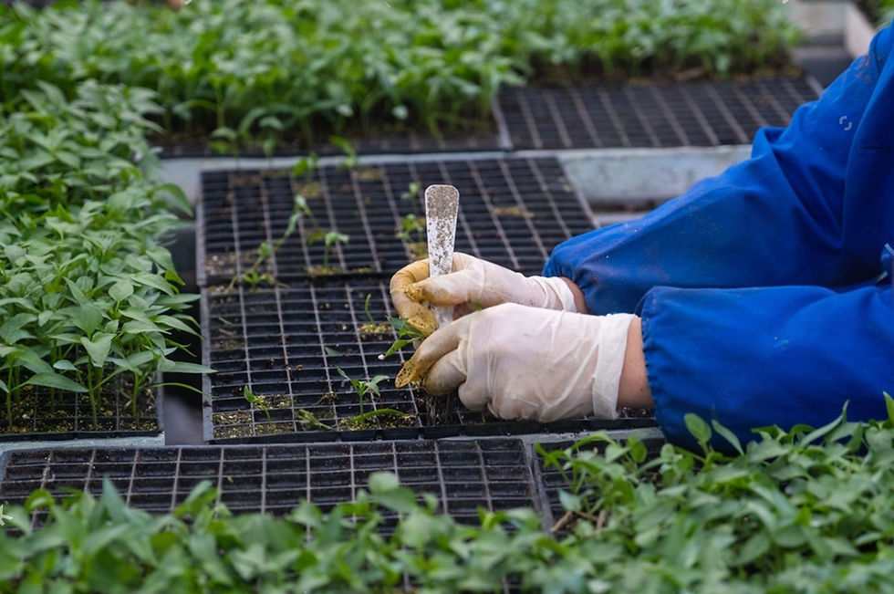 stock-photo-plant-seedling-in-tray-with-worker-hands-view-2377185819_edited.jpg