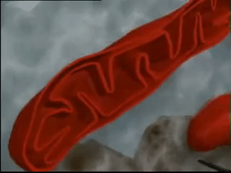 FeminineCarefulDromaeosaur-size_restrict