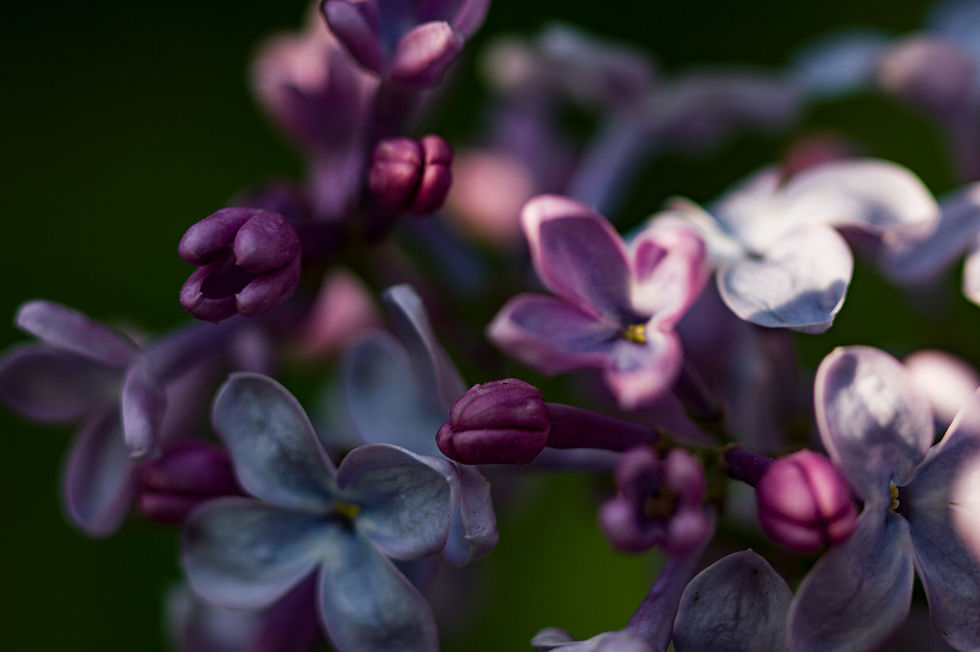 Fleurs