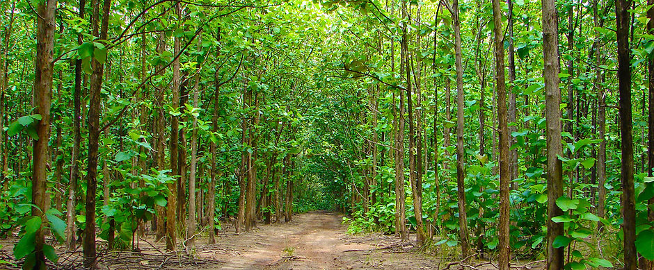 Teak Pack