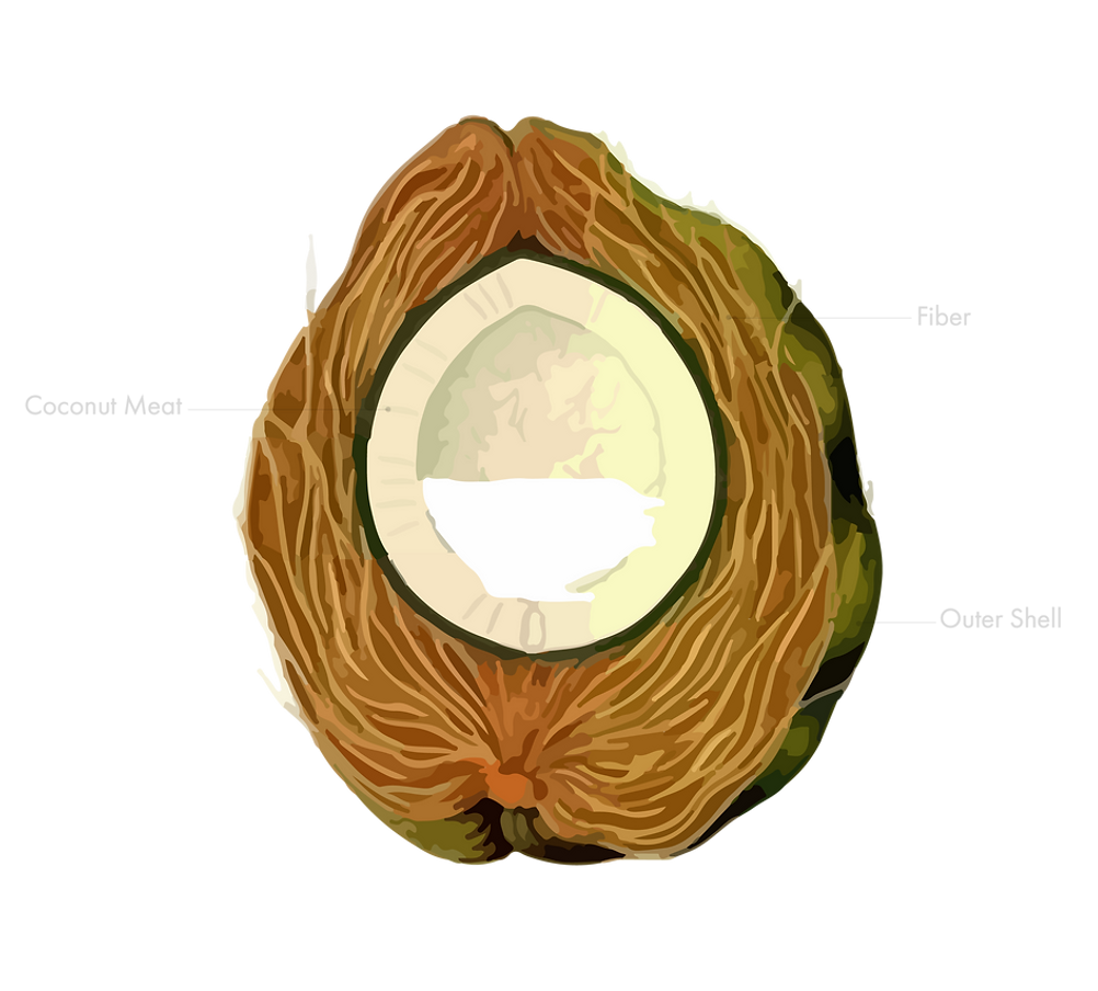 Biothings About Coconut Shira Chuang Design