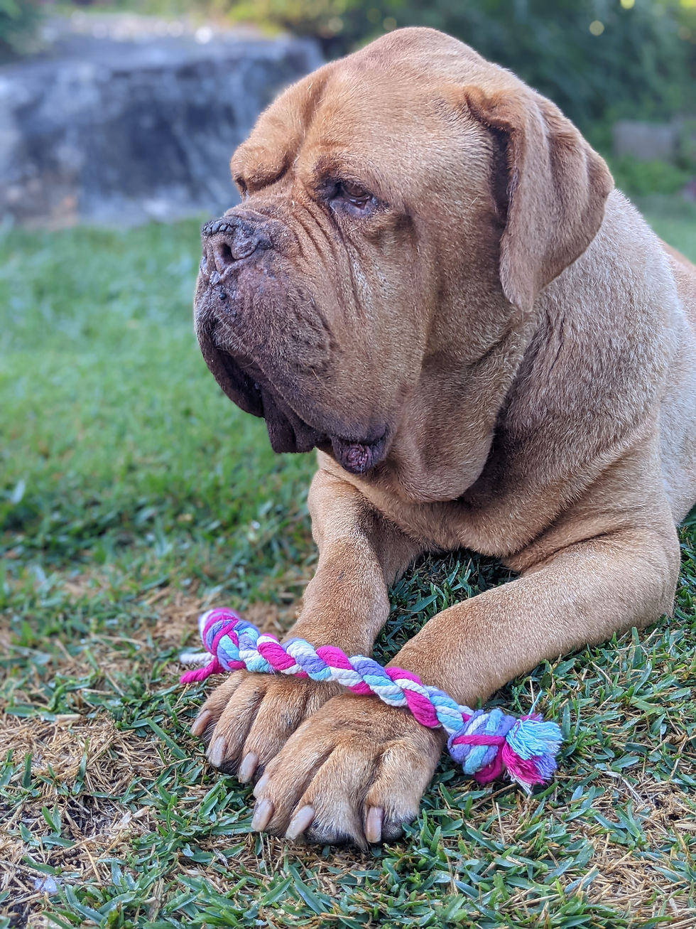 Thumbnail: Sustainable Paws Dog Toy - Large