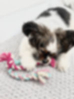 Thumbnail: Sustainable Paws Dog & Cat Toy - Small