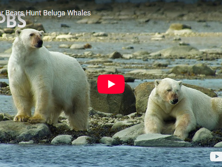 Doing Nothing: A Key to Effective Public Affairs