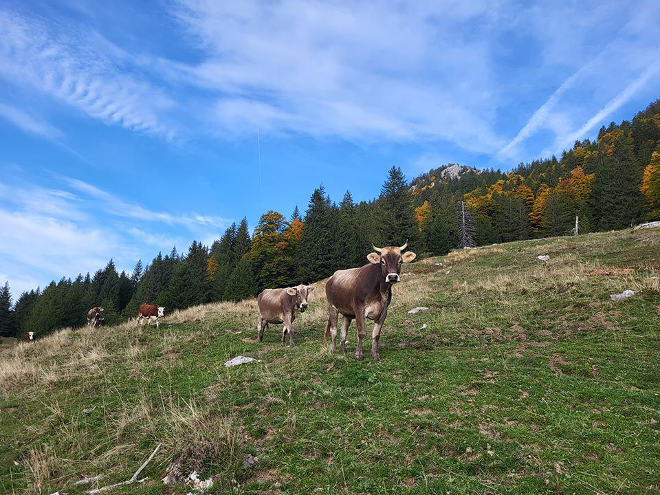 Vue ferme-du-ponant-Fabrication-de-fromages-à-La-Chapelle-Saint-Maurice-12.jpg