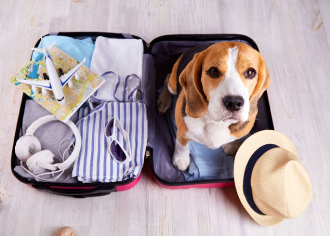 Alimentazione  del cane dopo le vacanze 