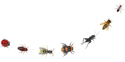 Biohof Kröger_Deutsch Angus Rind_Blühwiesen_Ollsen_Jagd_Landwirtschaft