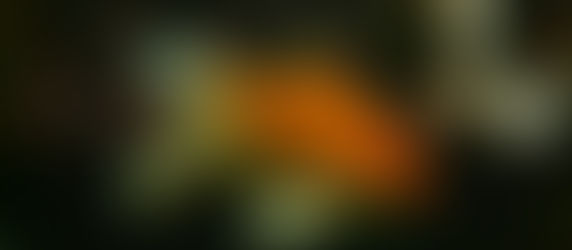 Krise i gullfiskbollen og markedet i Celaya...