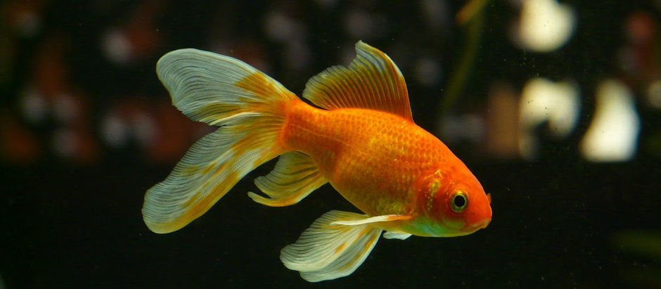 Krise i gullfiskbollen og markedet i Celaya...