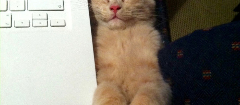 En katt med "sosiale antenner"