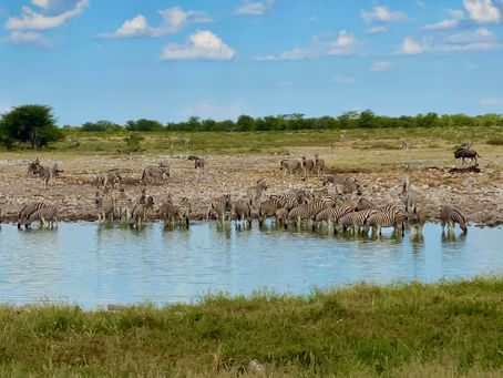 Safari på Etosha's enorme sletter