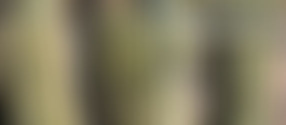 Siste etappe - mot Tijuana