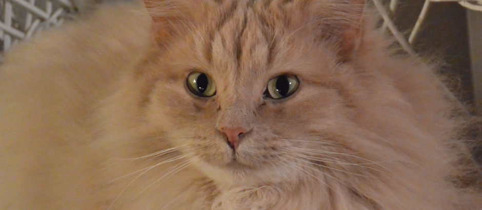 Pus er "kongen på haugen"