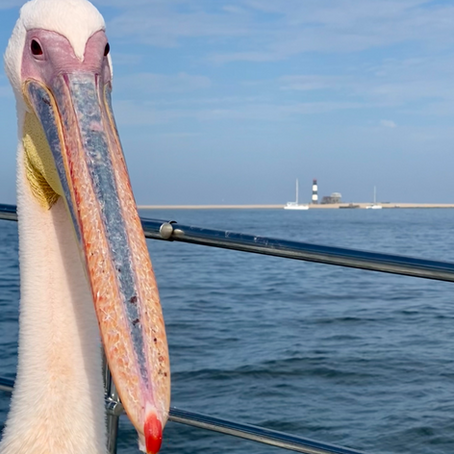 Walvis Bay og Atlanterhavets dyreliv...