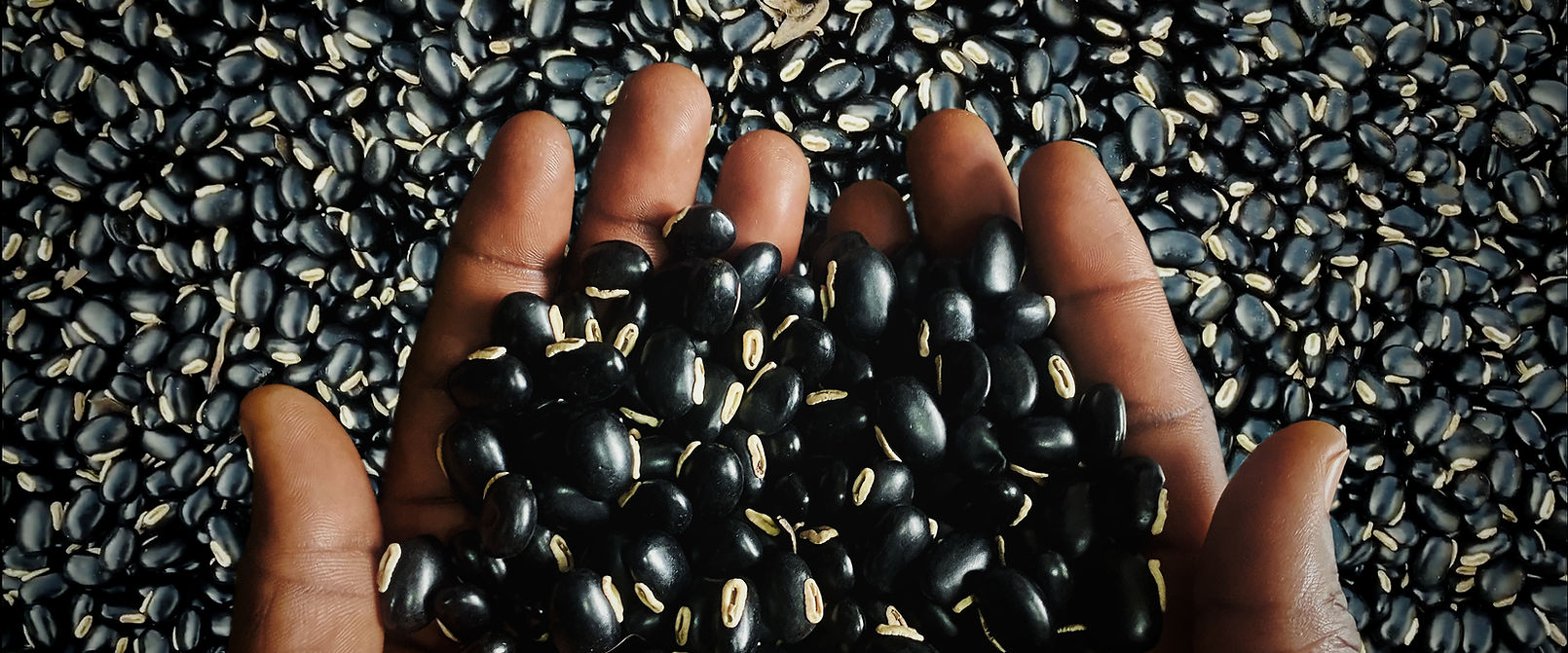 Black-Mucana-Indigenous-African-Plant.jpg