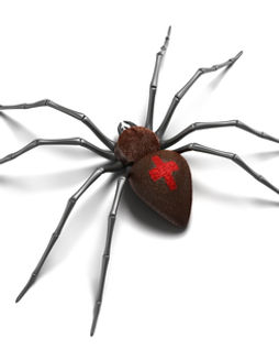 black widow.jpg