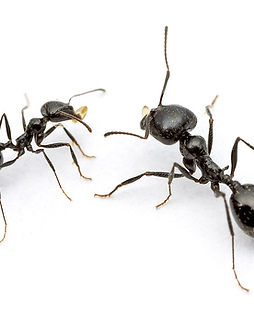 black ants.jpg