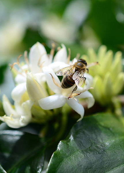 Coffee flowers with a bee