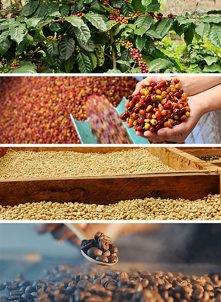 coffee roasting