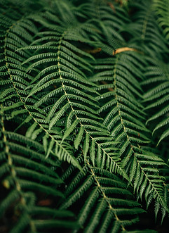 Fern Leaves