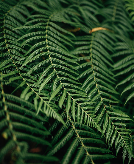 feuilles de fougère