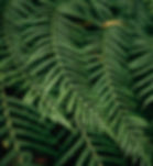 Fern Leaves