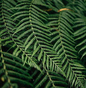 feuilles de fougère