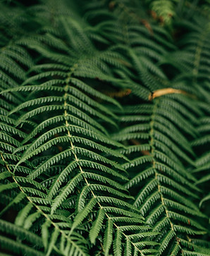 Folhas do fern