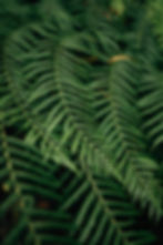 Fern Leaves